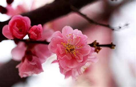 臥室桃花位|招桃花运的方法之：卧室旺桃花风水